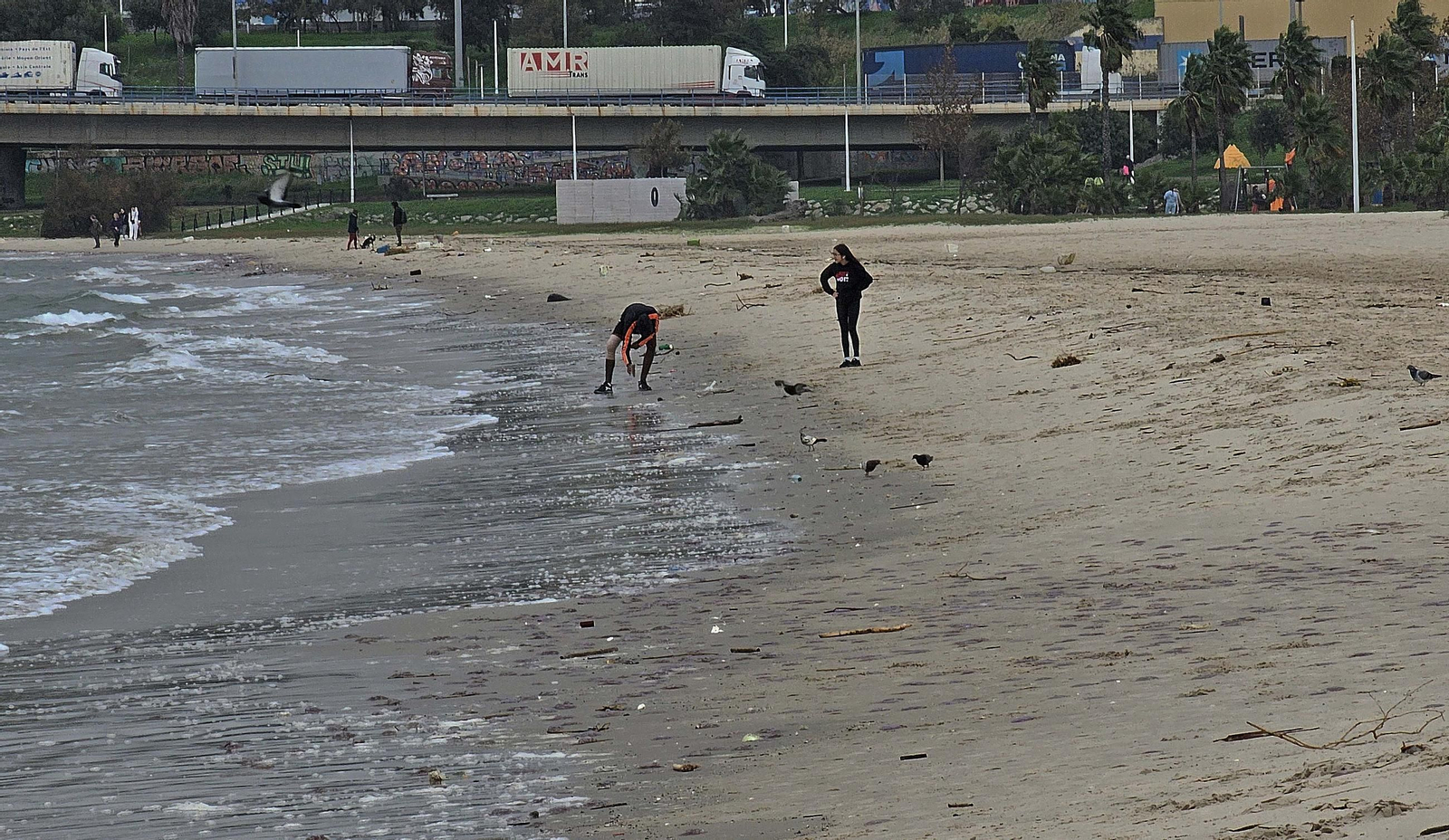 Fotos de las medusas en las playas de Algeciras