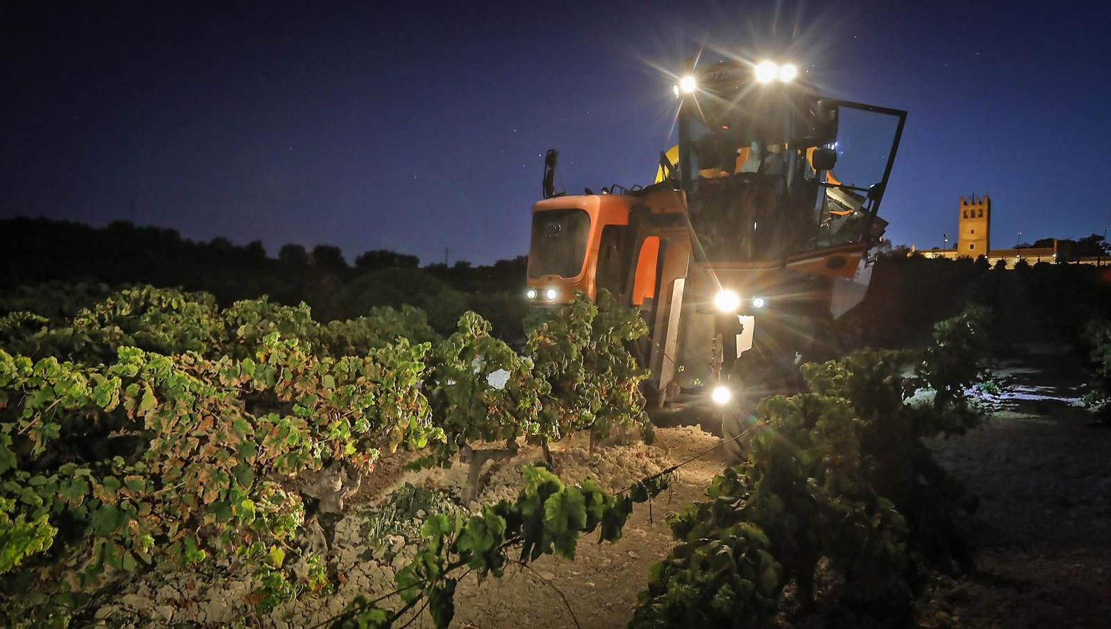 Una imagen de la vendimia de Bodegas Fundador del pasado año.