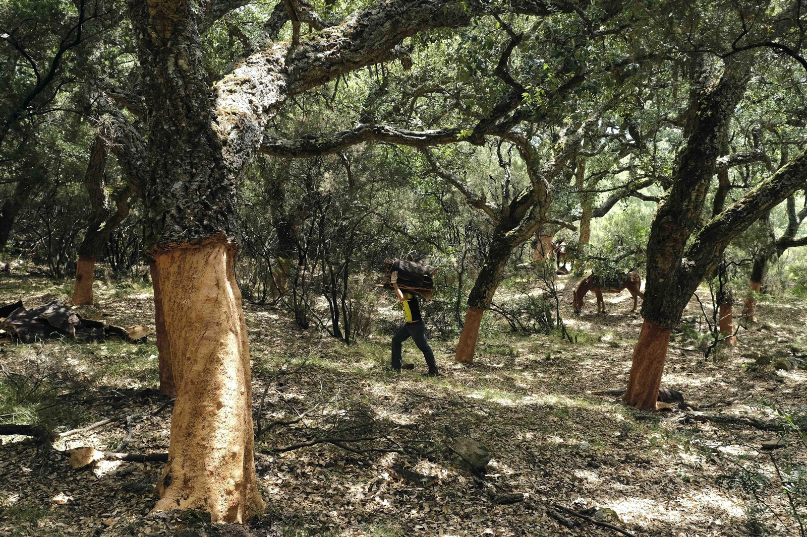 La fotos de la saca del corcho