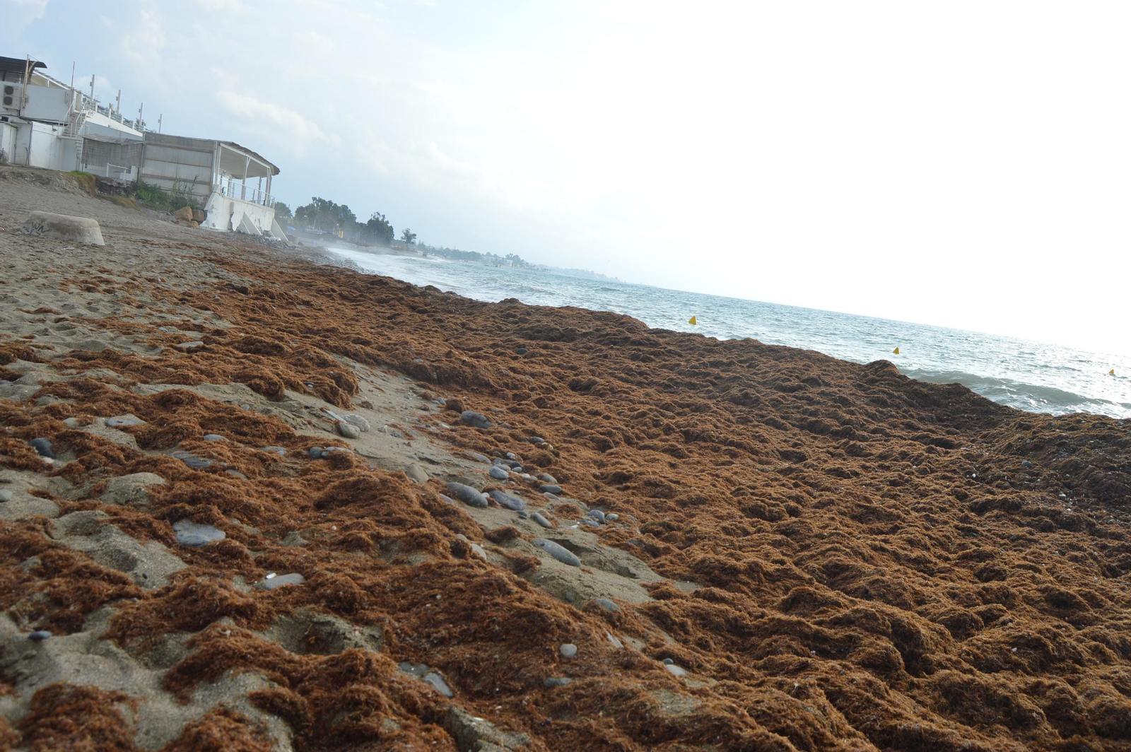 Algas en la playa de Guadalmina, hace unos días.