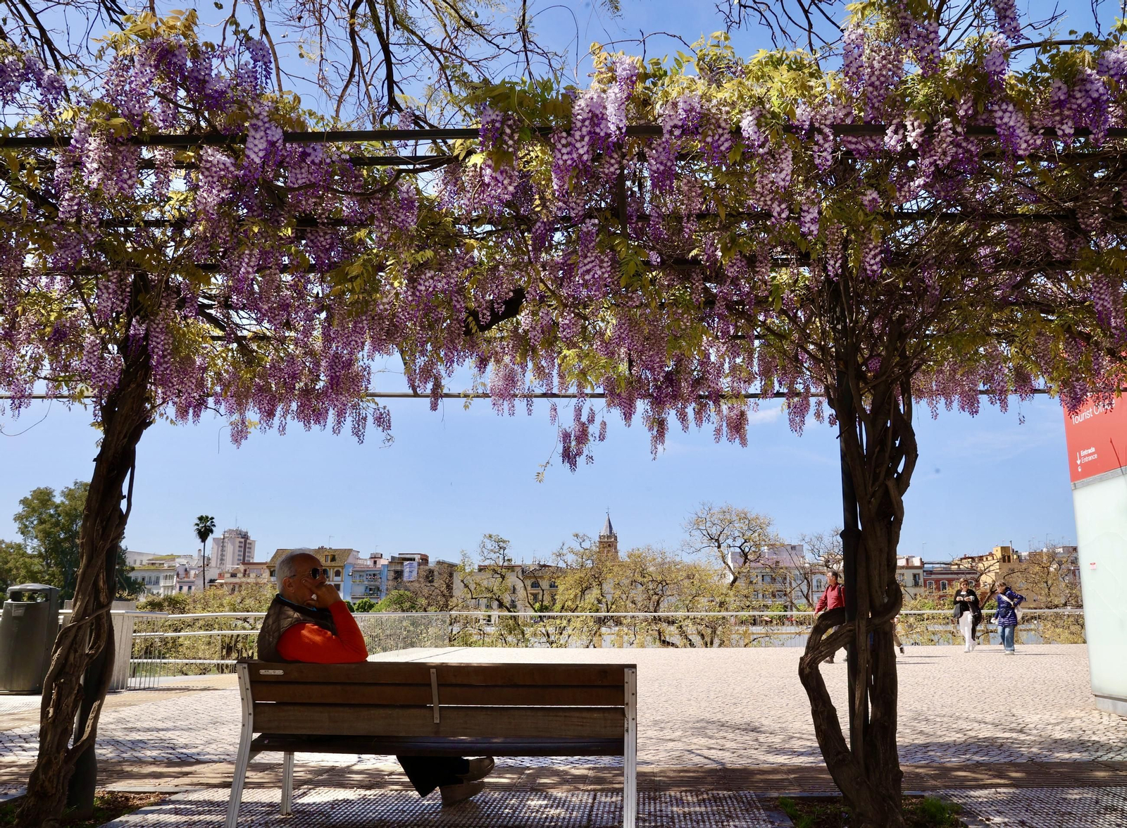 La belleza de las glicinias del Paseo de Cristóbal Colón