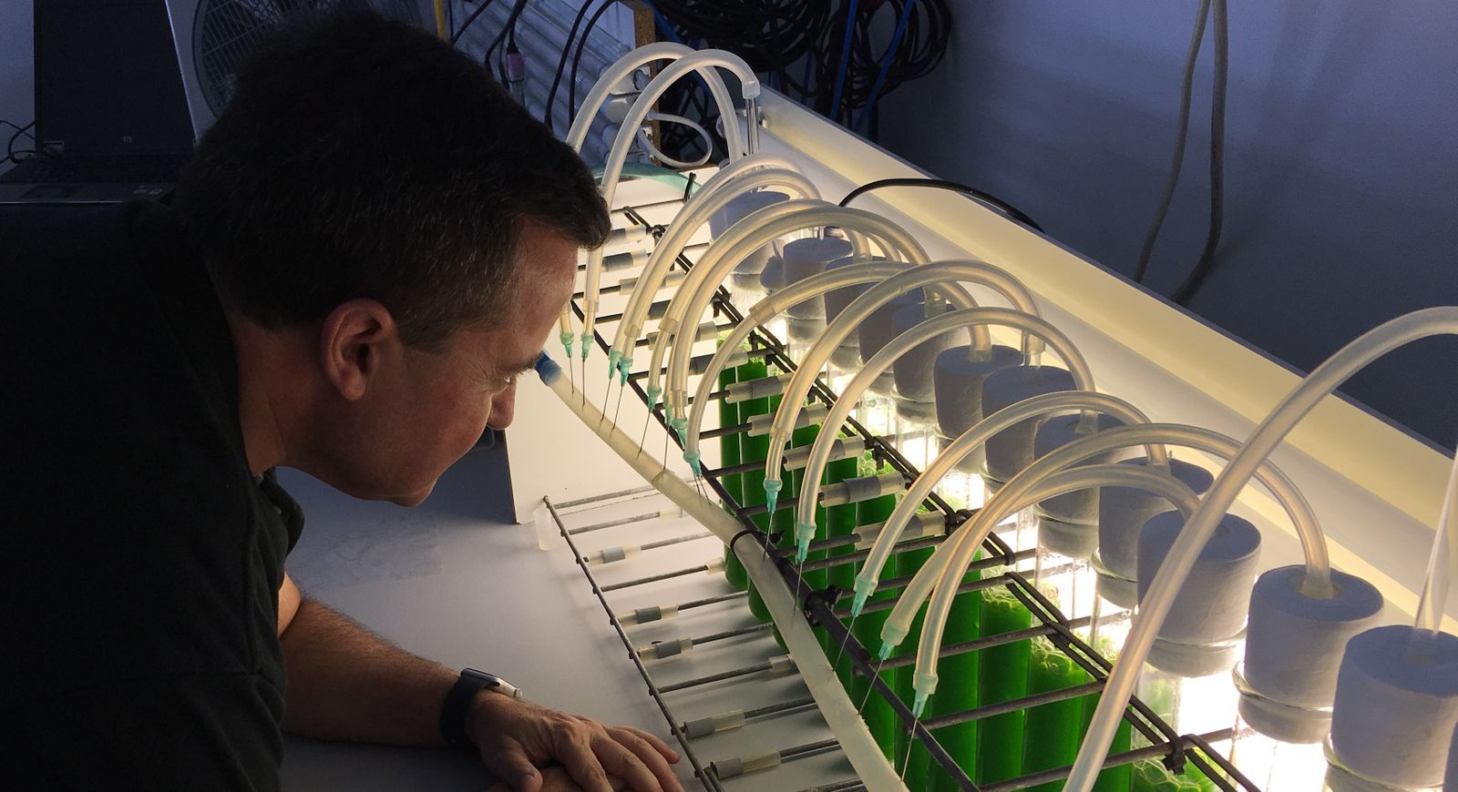 Microalgas cultivadas en aguas residuales de la industria cervecera como fertilizante