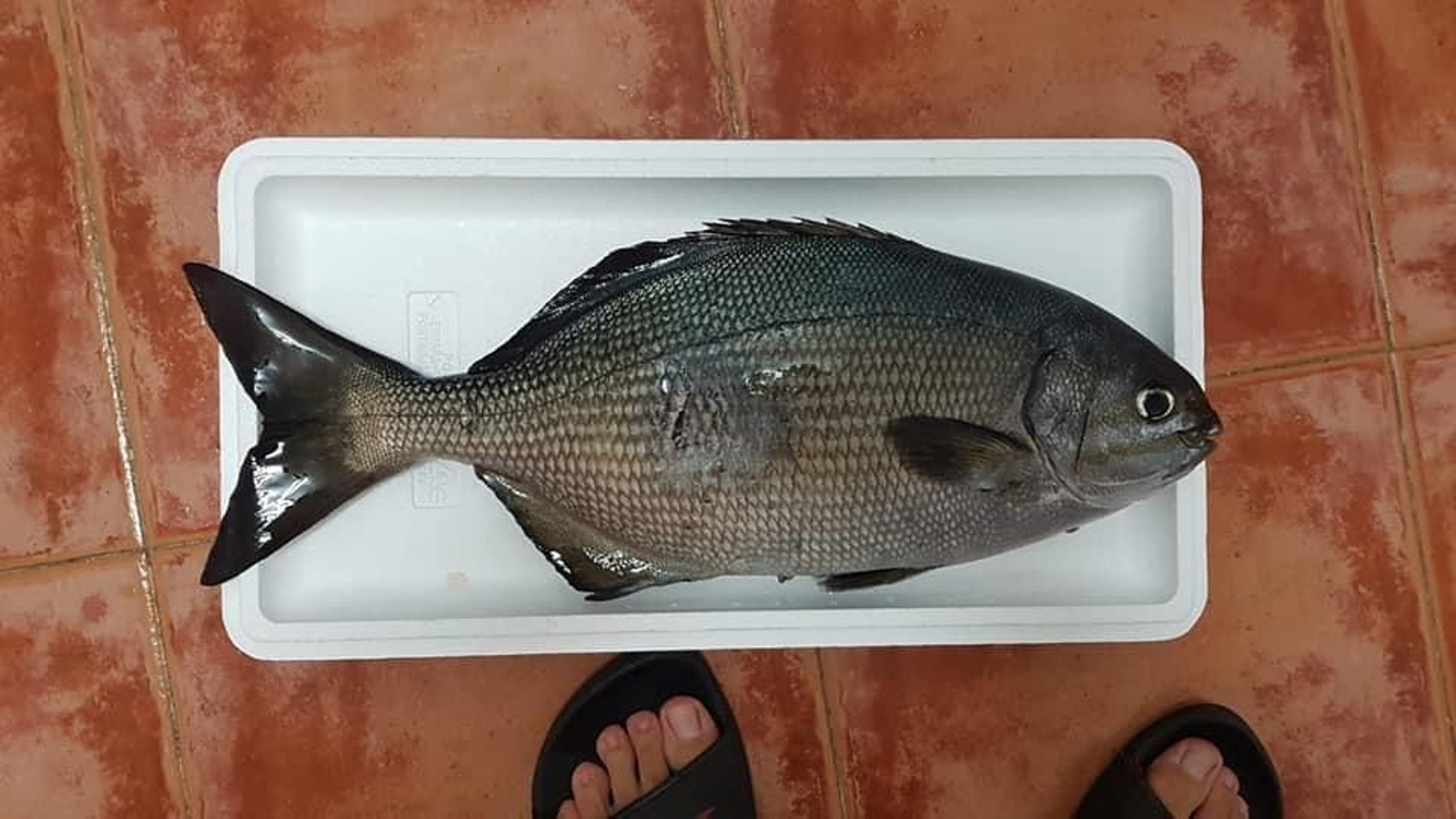 El pez capturado con alga invasora en el estómago.