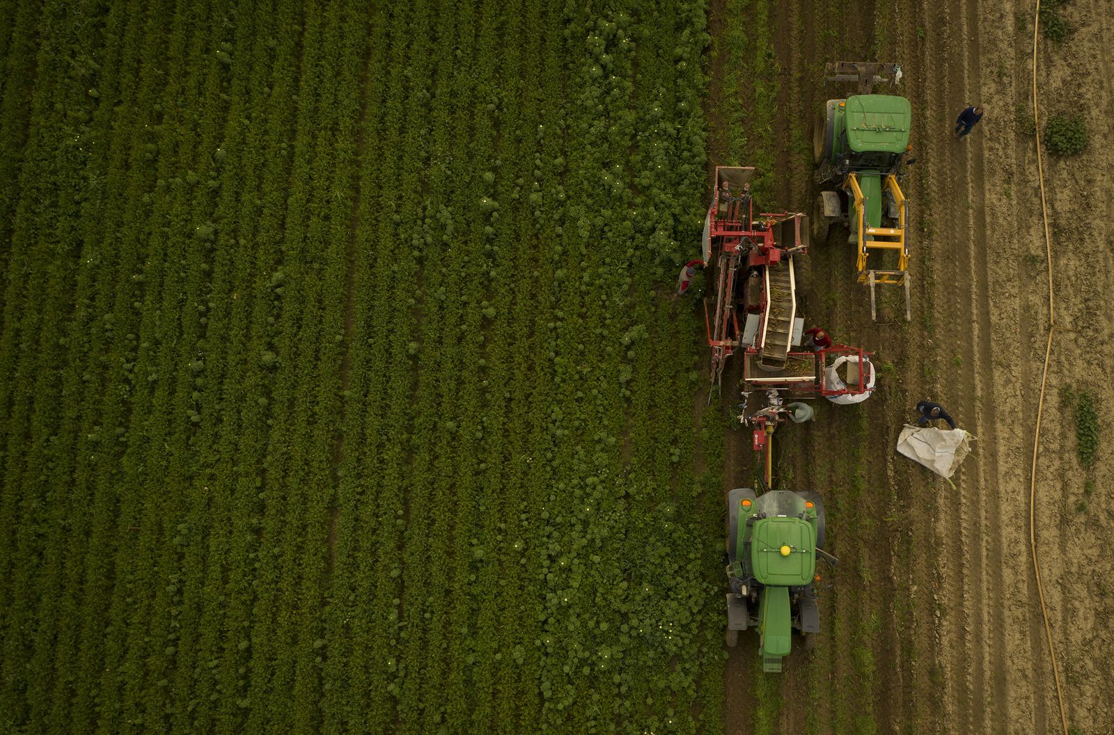 Coronavirus: de la tierra a la mesa