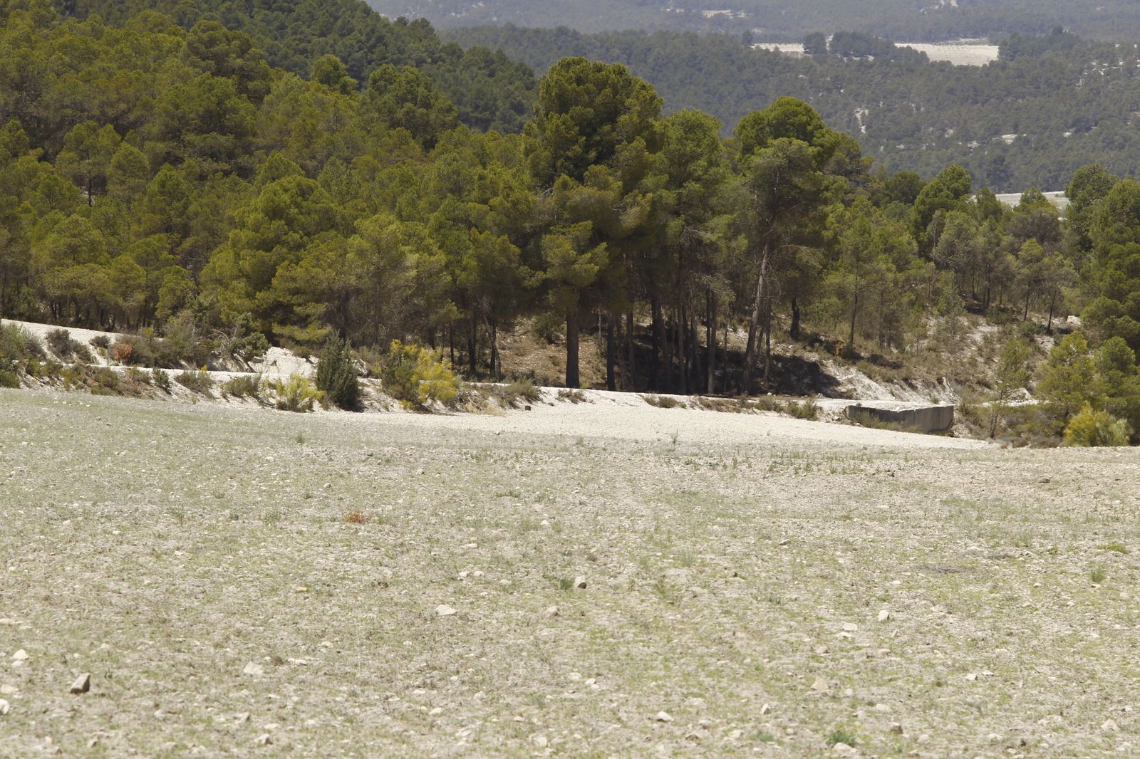 Imágenes de la sequía que golpea con dureza la producción de cereal en Los Vélez