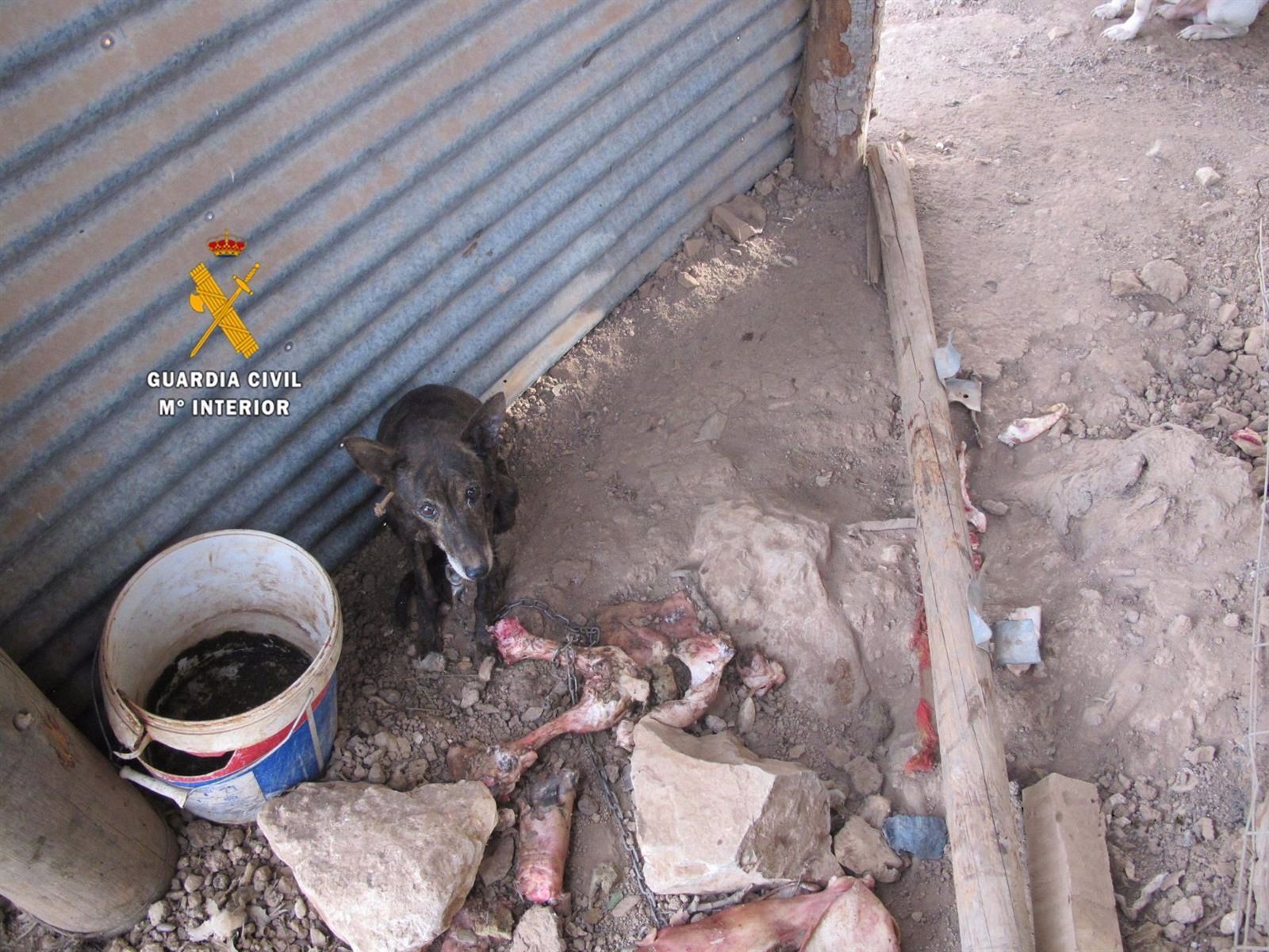 Uno de los animales rescatados