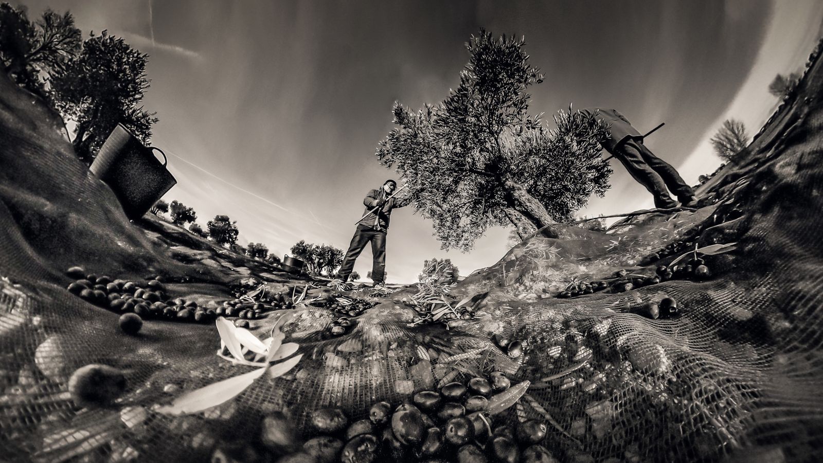 'Enraizados en el olivar'.