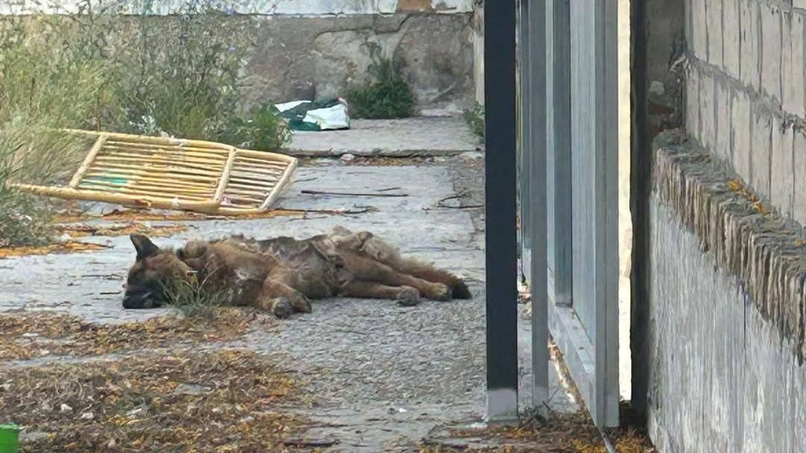 Una de las imágenes compartida en redes donde puede verse al animal tirado en el suelo.