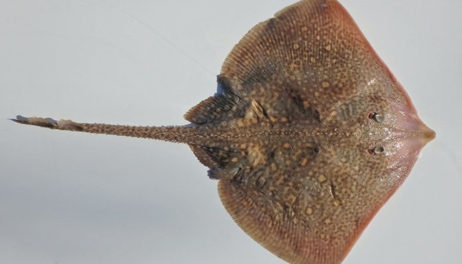 Un ejemplar del pez raya.