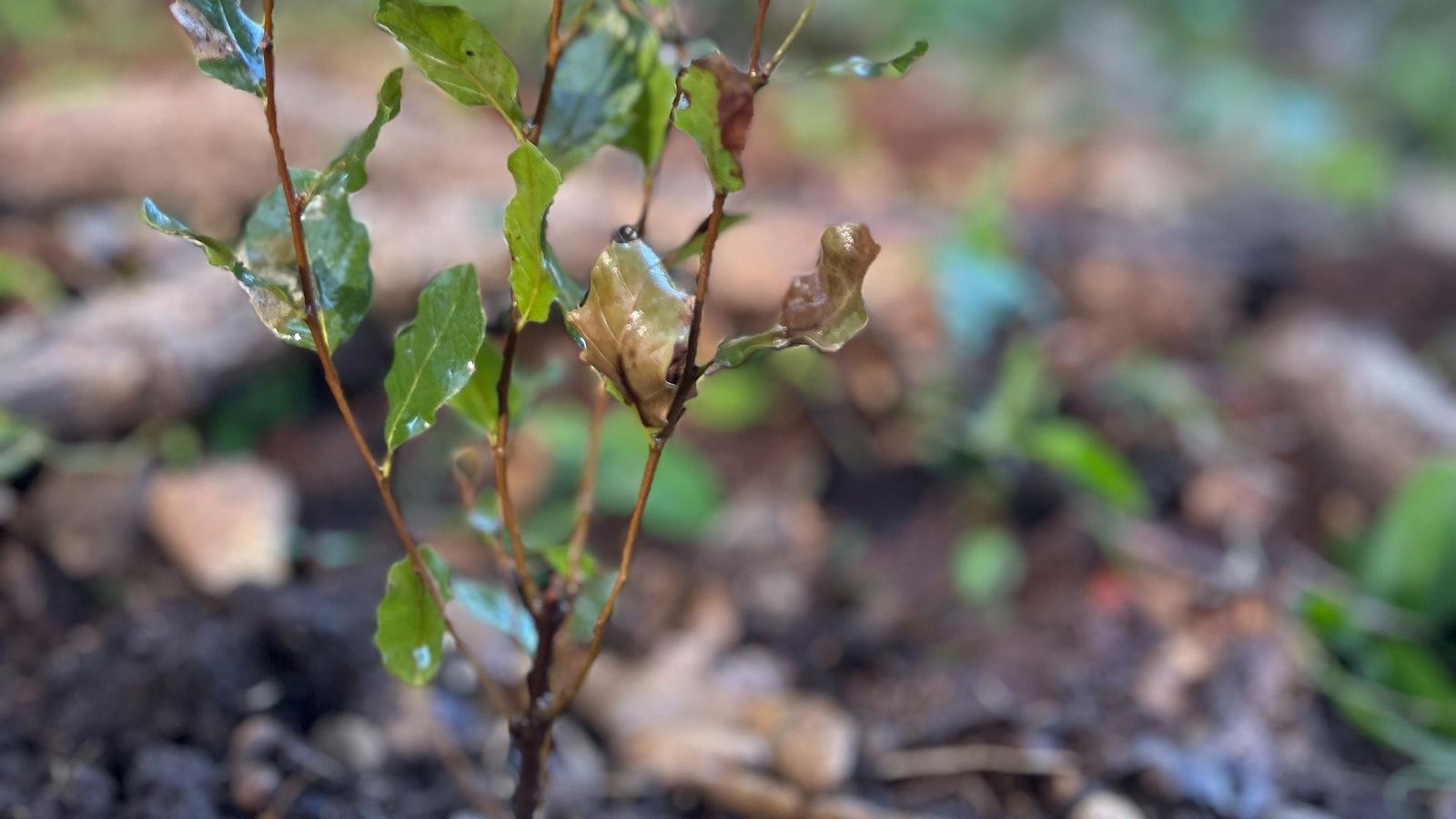 Con esta idea se pretende construir un futuro más verde, habitable y saludable para todos. Con esta idea se pretende construir un futuro más verde, habitable y saludable para todos.
