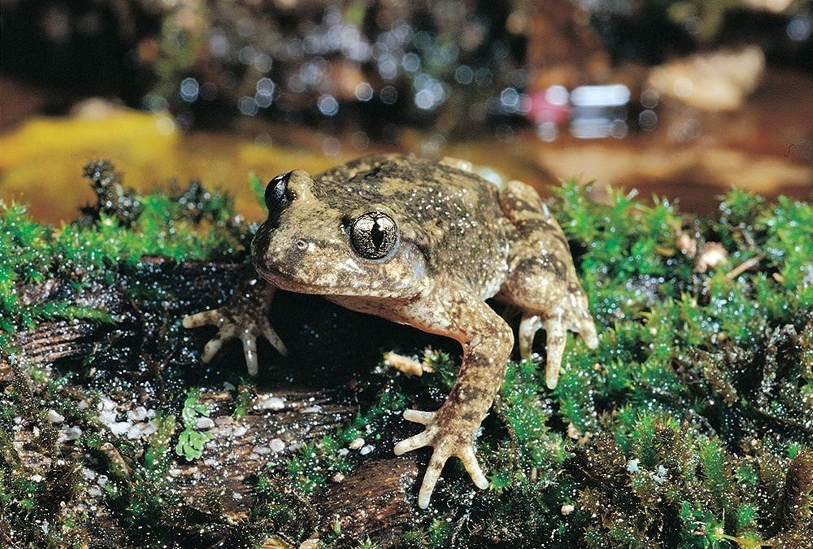 Un refugio para la flora y fauna: descubre los parajes acuáticos de Jaén en el Día Mundial de los Humedales