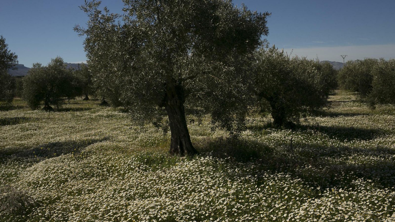 Imágenes de la primavera adelantada en Málaga