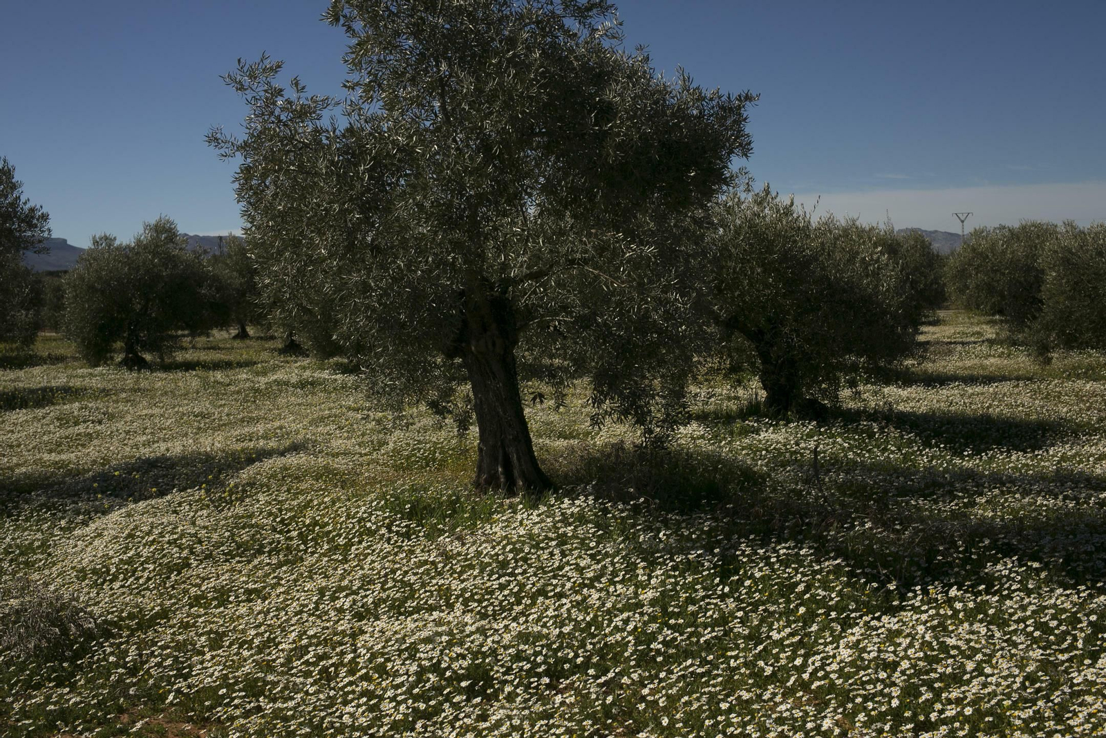 Imágenes de la primavera adelantada en Málaga