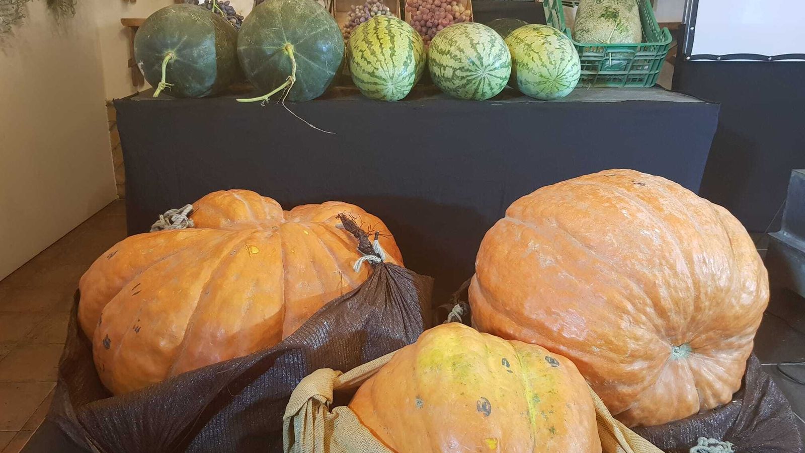 Concurso de uvas, sandías y calabazas