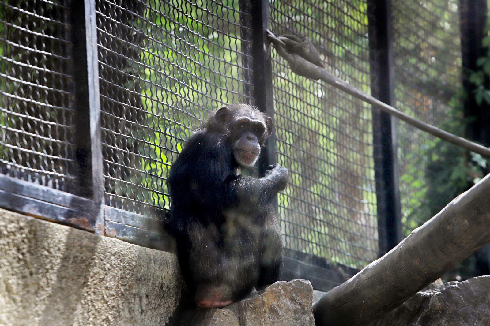 Los animales más viejos del Zoobotánico