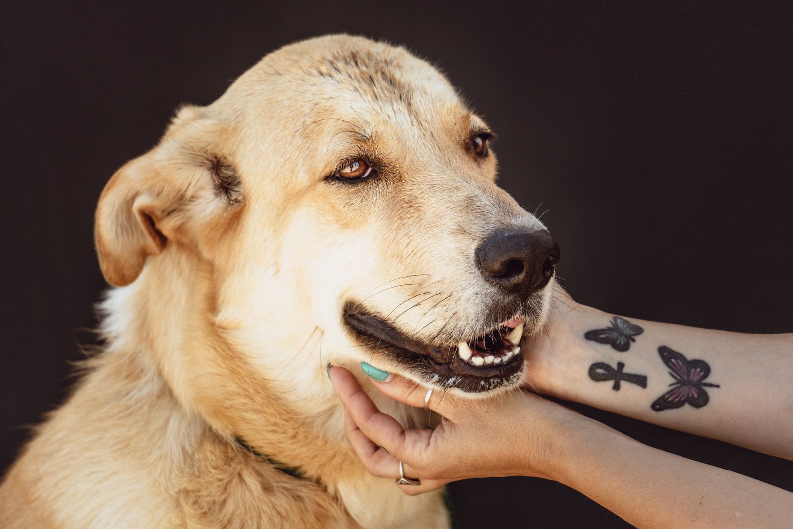 La tranquila y sociable Lola busca hogar