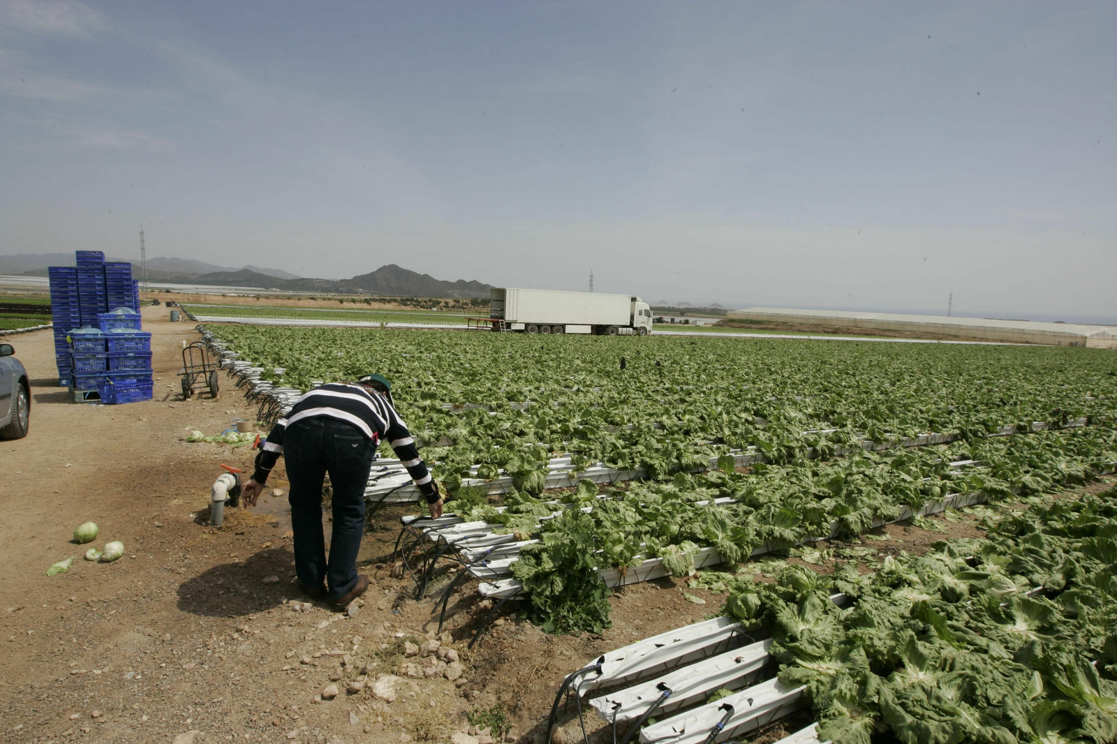 Campo de lechugas al aire libre cultivado en el levante almeriense.