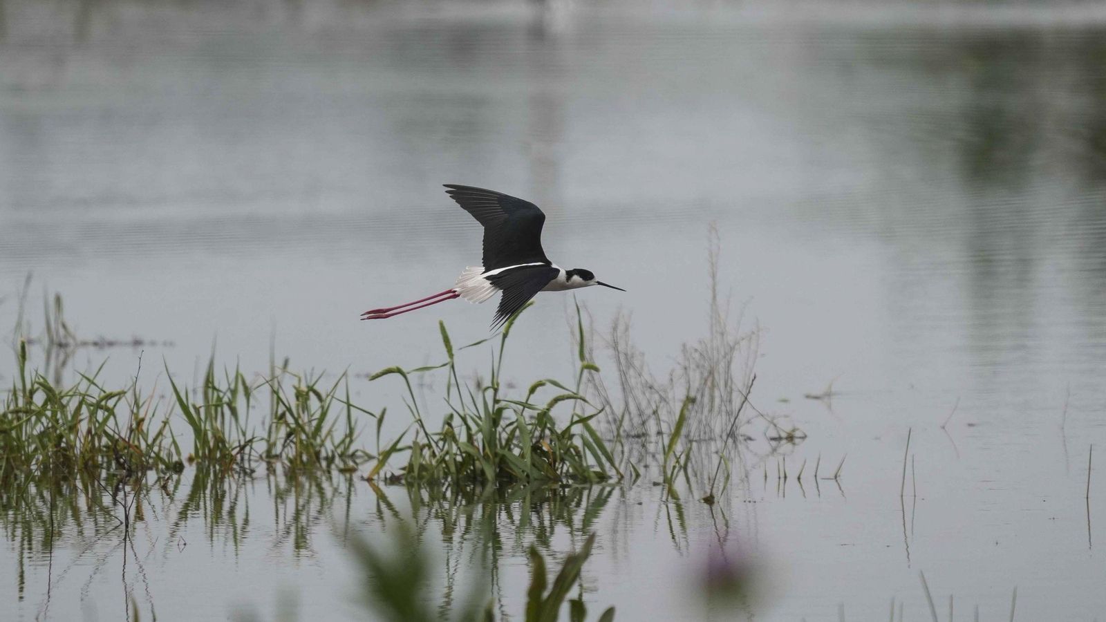 Un ejemplar de ave sobrevuela una de las lagunas.