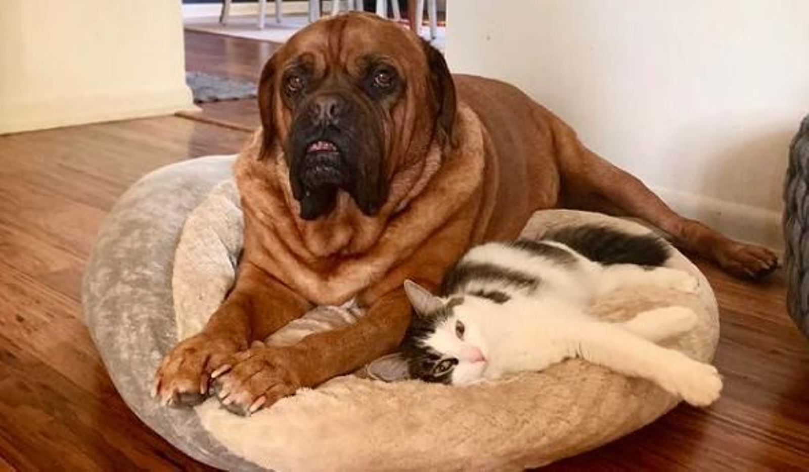 Cuando George encontró a Wendy: la historia de un Dogo de burdeos y una gata rescatada