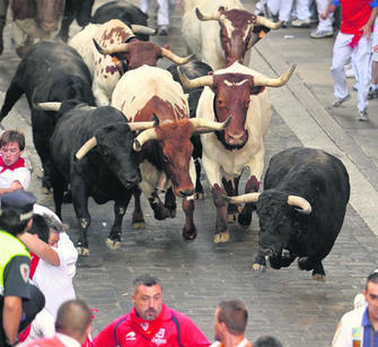 Toros y cabestros galopan en la Cuesta de Santo Domingo.