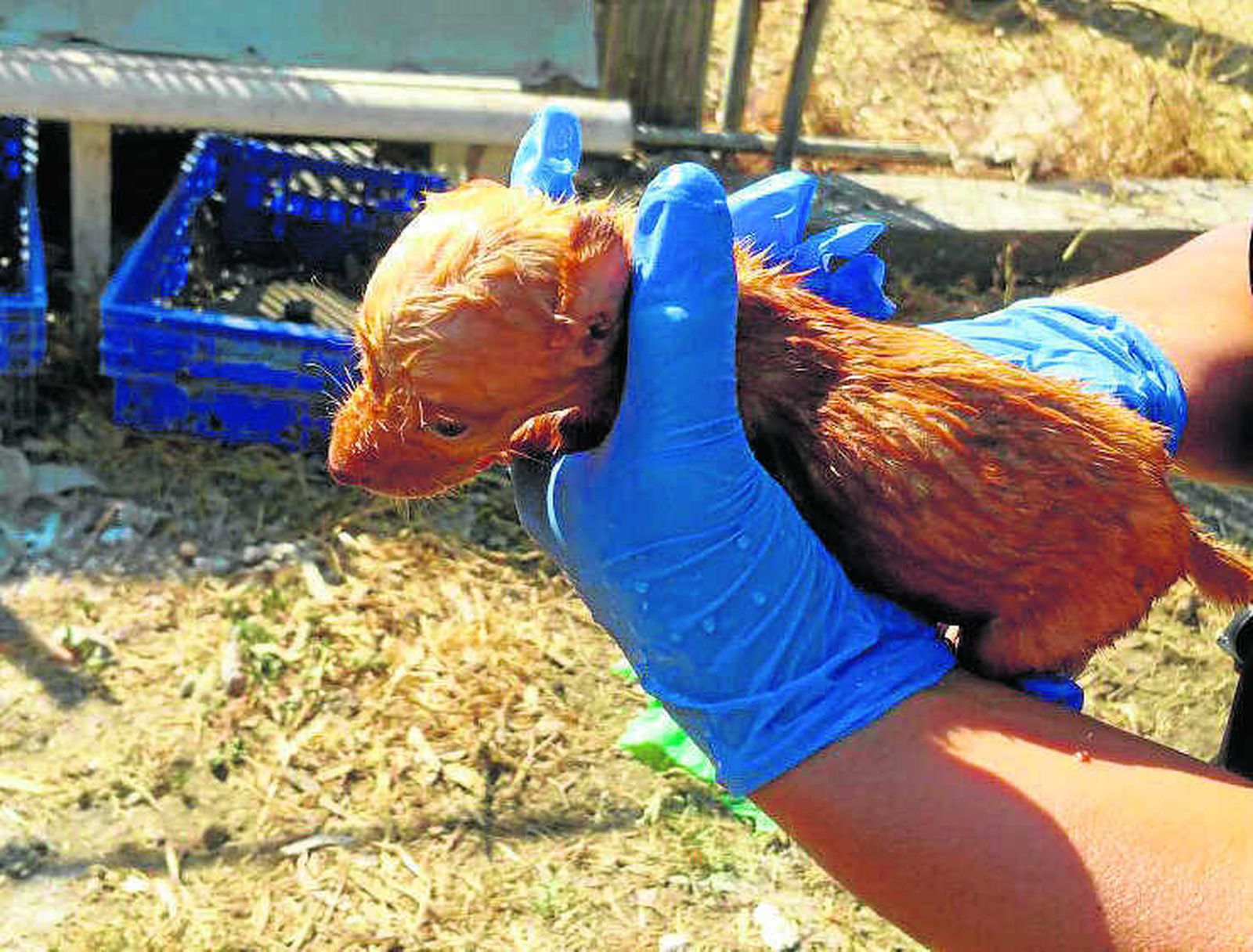 Uno de los cachorros, desfallecido en manos de los agentes.