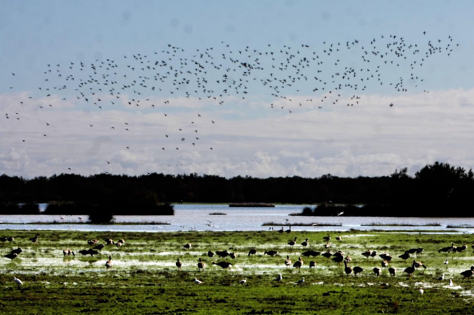 Aves en Doñana.
