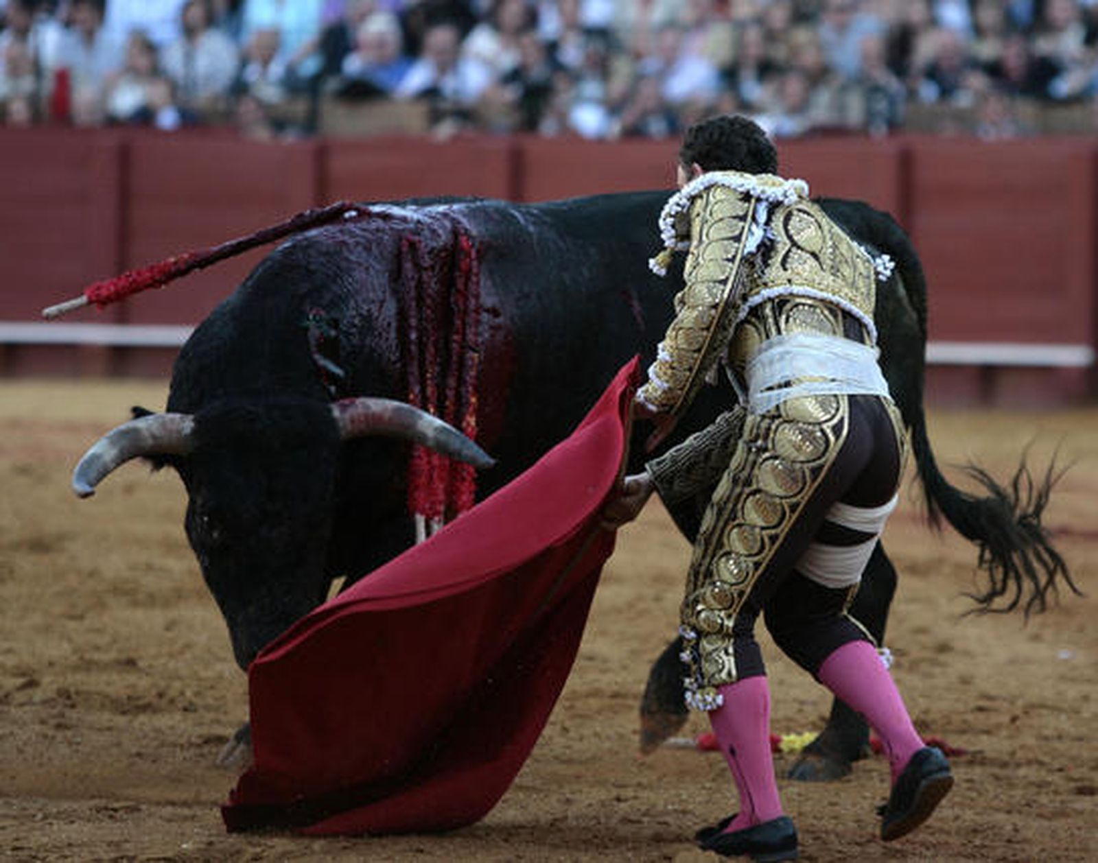 Rafaelillo trata de lidiar al quinto toro, del que sufrió también una cogida.

Foto: Juan Carlos Muñoz
