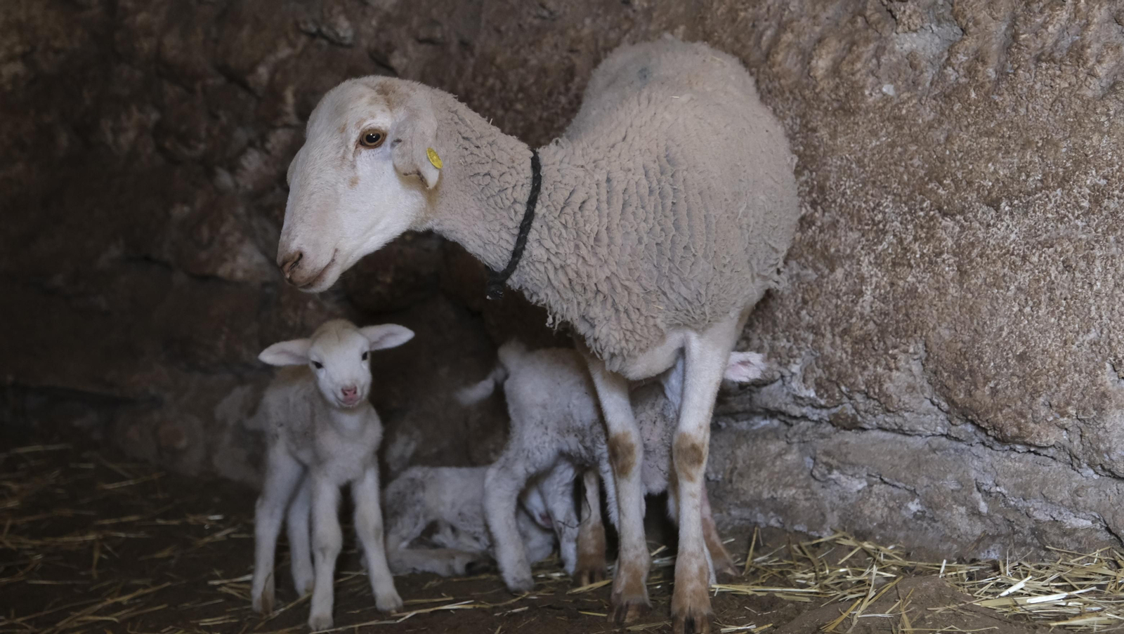Fotogalería de la ganadería tradicional de Vélez Rubio, las imágenes más tiernas de los corderos recién nacidos