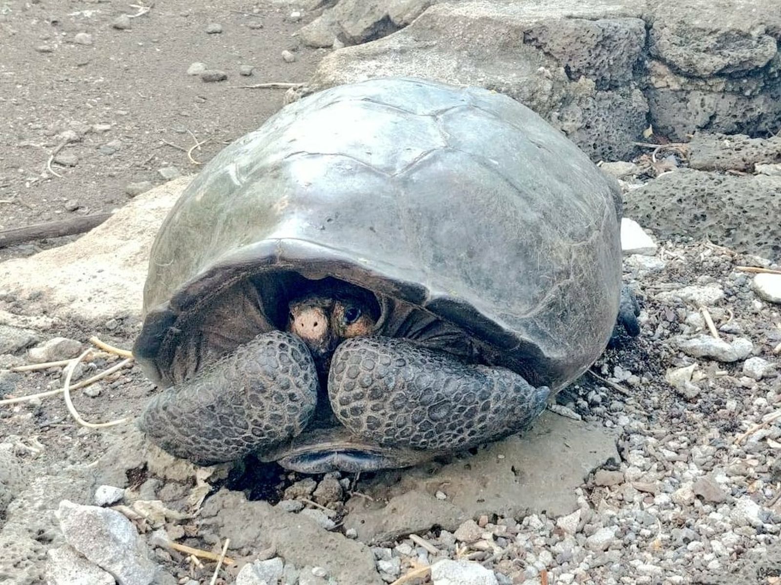 La tortuga gigante hallada en Galápagos que se creía extinta