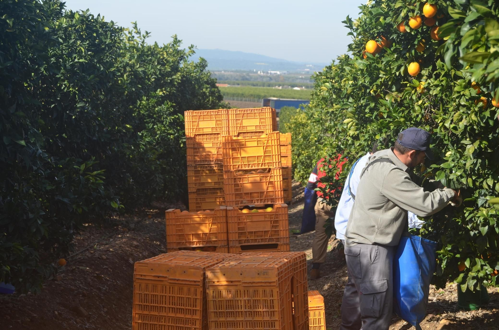 Jornaleros trabajando en la recogida de la naranja.