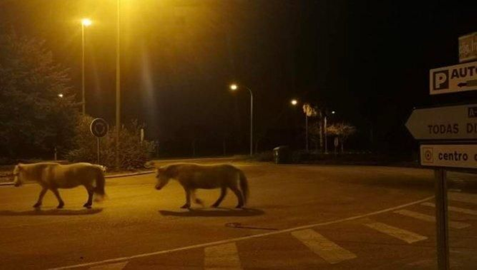 Los ponis, por Chipiona. Los ponis, por Chipiona.
