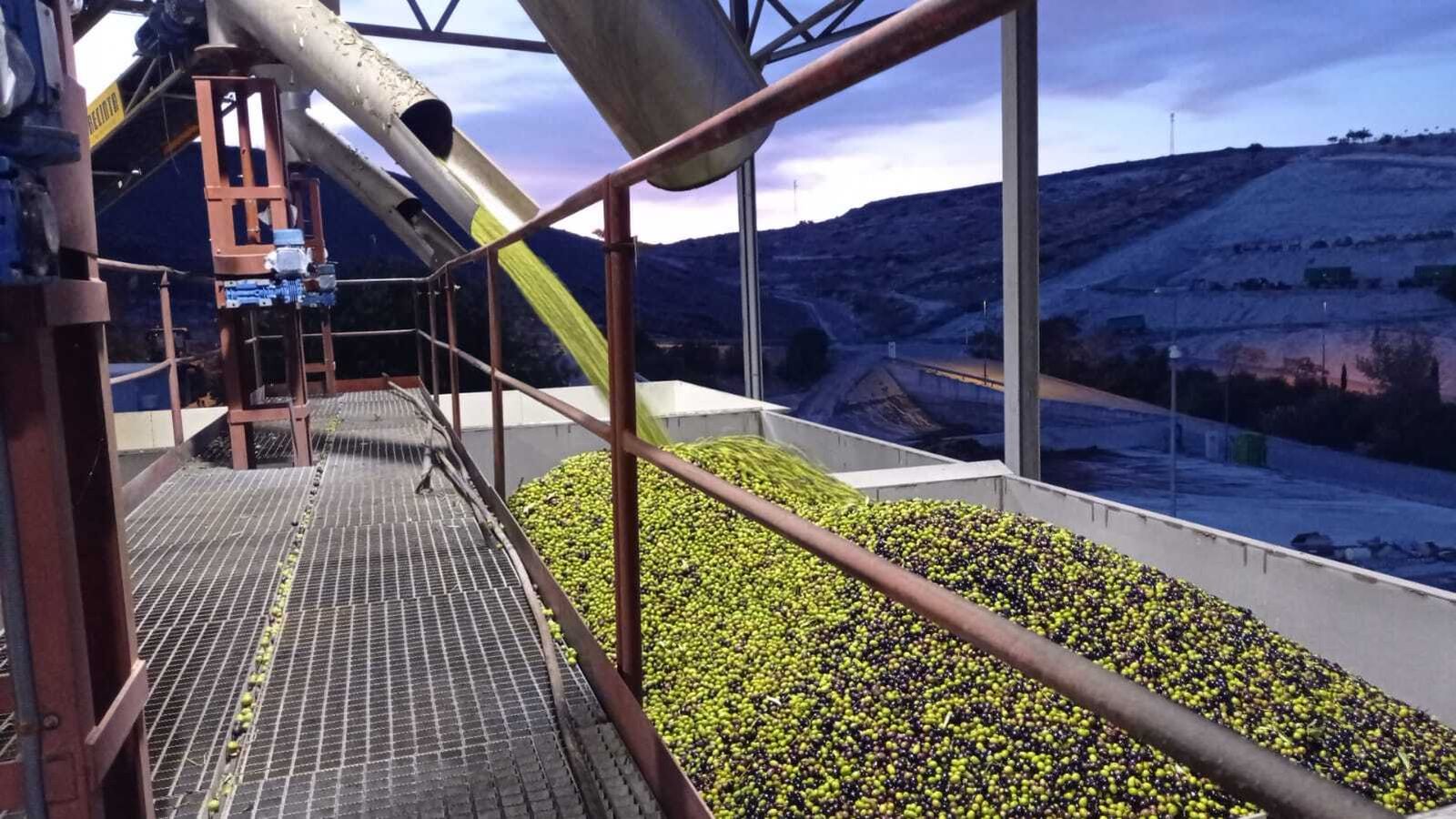 Prensado de las aceitunas en Baena.