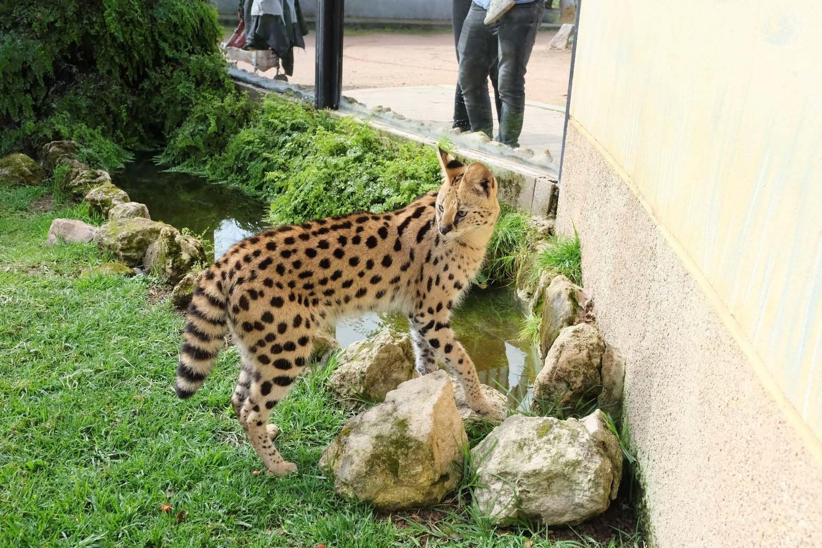 El serval recuperado en el Zoo de Córdoba, en imágenes