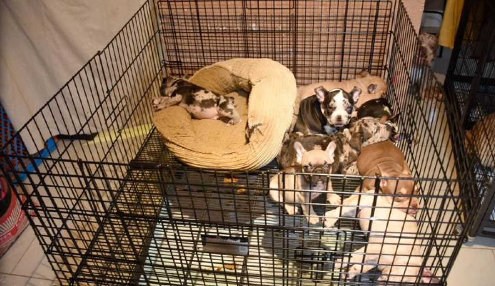 Maltato animal: un hombre se enfrenta a más de 180 cargos