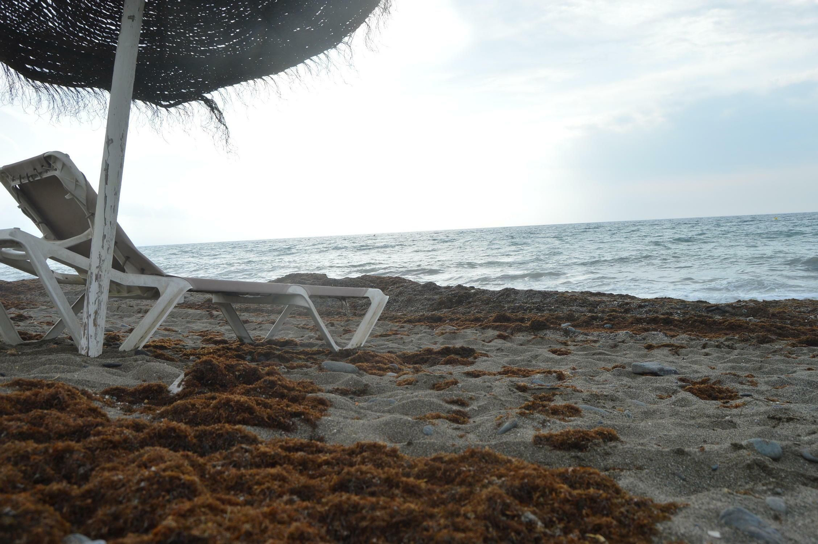 Fotos de la alga asiática en la Costa del Sol