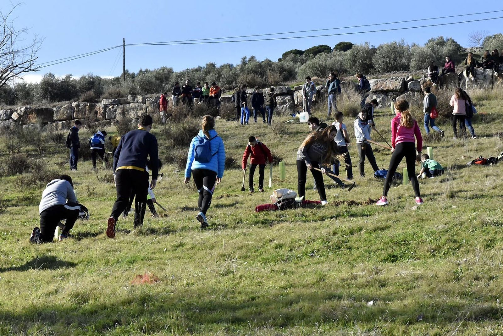Trabajos de los escolares antequeranos durante la repoblación