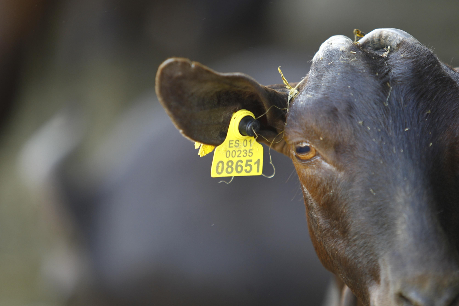 Cati Guirao, una ganadera hecha a sí misma, en imágenes