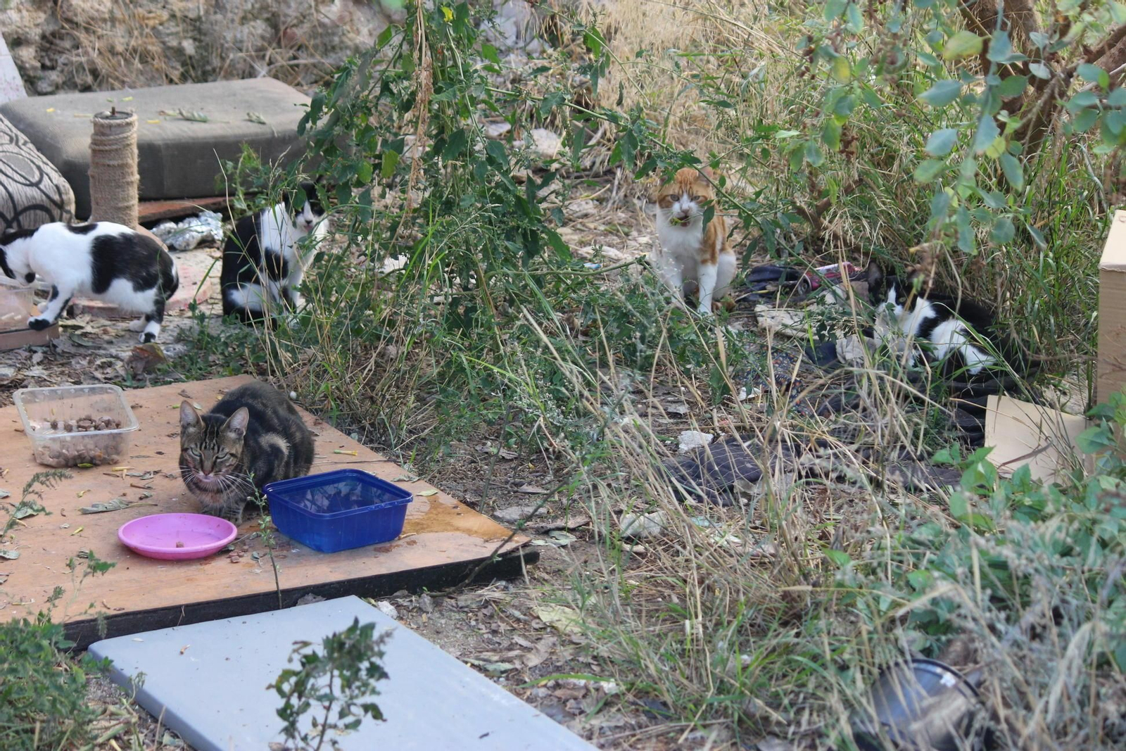 Una de las colonias de gatos asilvestrados que existen en la localidad de Puerto Real.