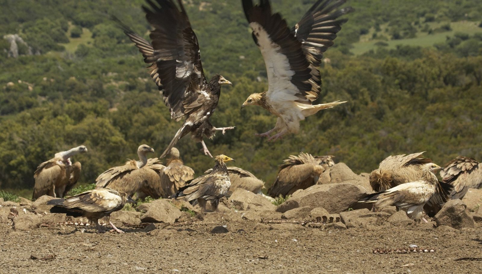 Alimoches en Andalucía.