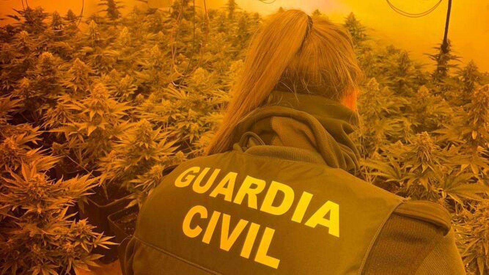 Descubren una escopeta robada en un centro de producción de marihuana de Moraleda de Zafayona