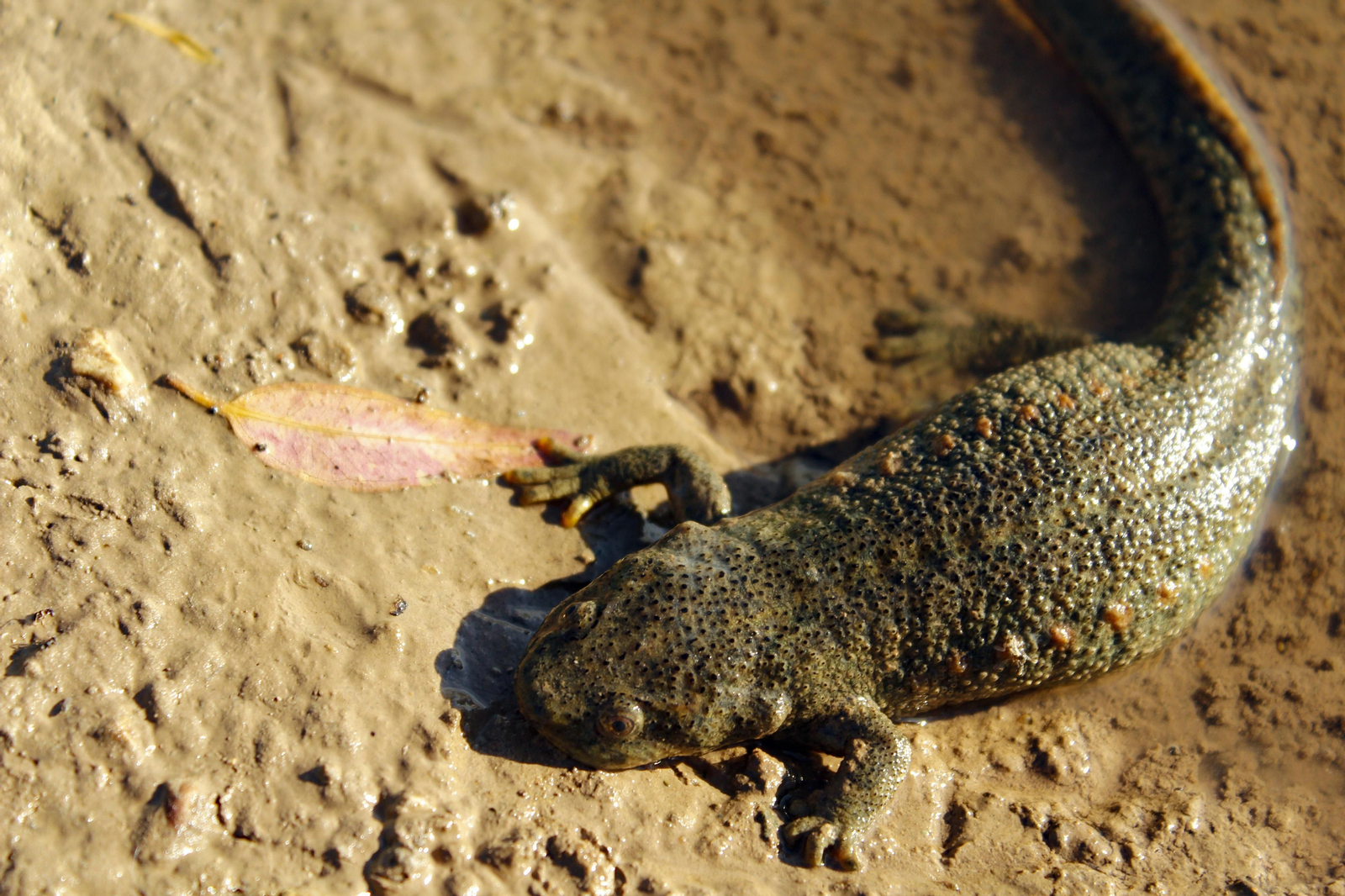 Ejemplar de gallipato.