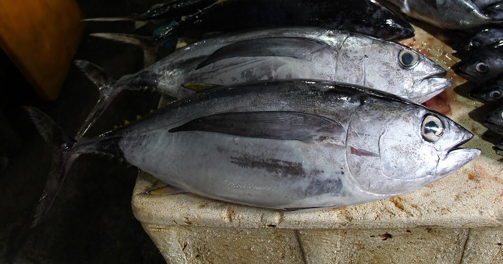 Patudo: 'Thunnus obesus'