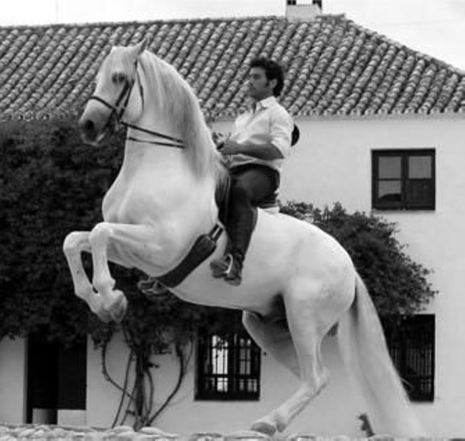 El jinete Manolo Oliva hace una elevada con un caballo de la Yeguada del Bocado. El jinete Manolo Oliva hace una elevada con un caballo de la Yeguada del Bocado.