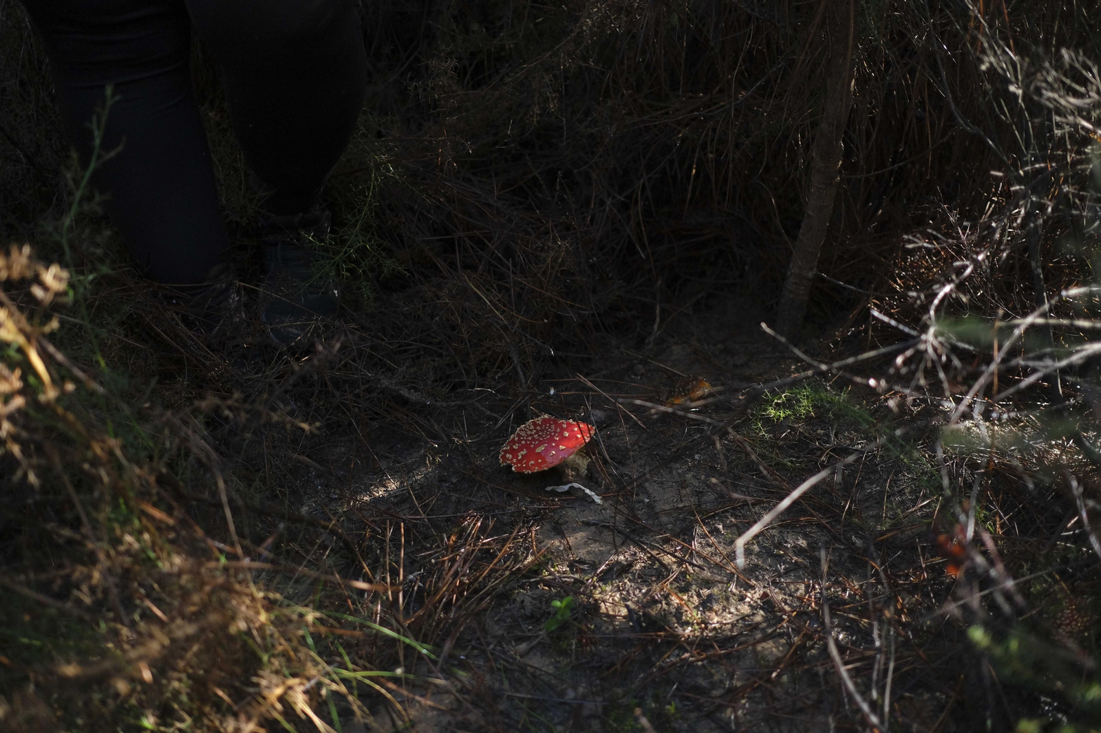 Mocología de la Serranía de Ronda, en fotos.