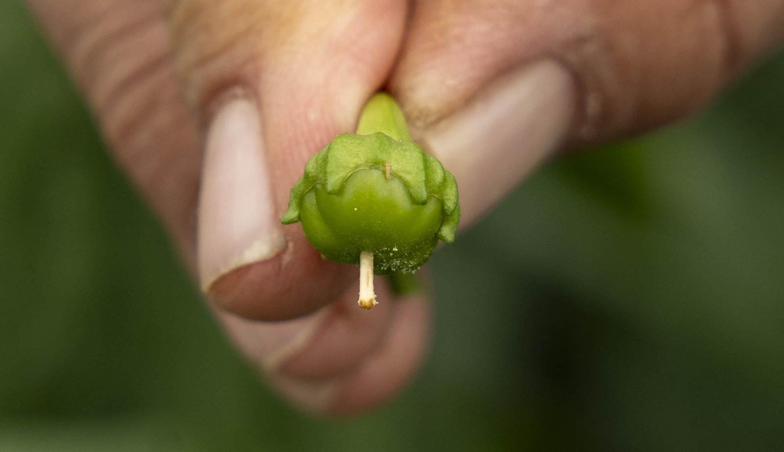 Las imágenes de la suelta de bichos depredadores para la lucha biológica en invernadero por Agrobio