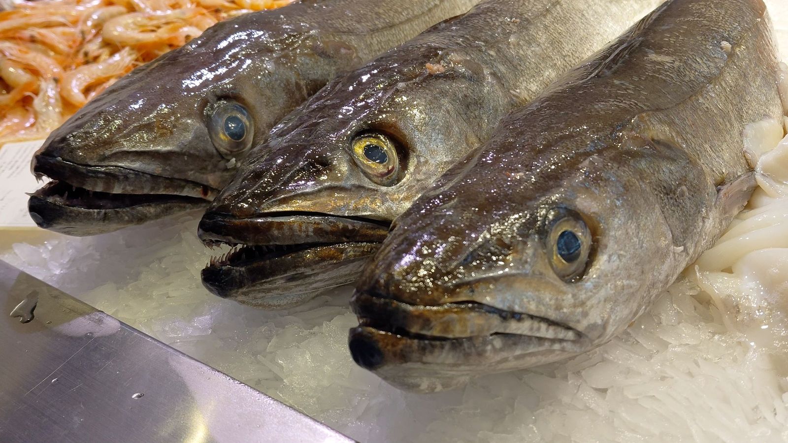 La merluza es el pescado estrella de las navidades