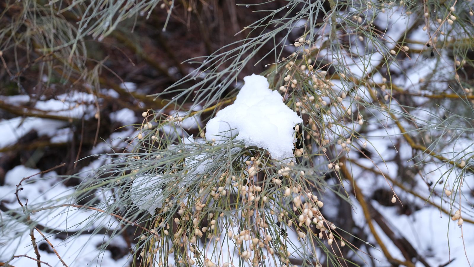 Fotogalería nevada en la Provincia de Almería