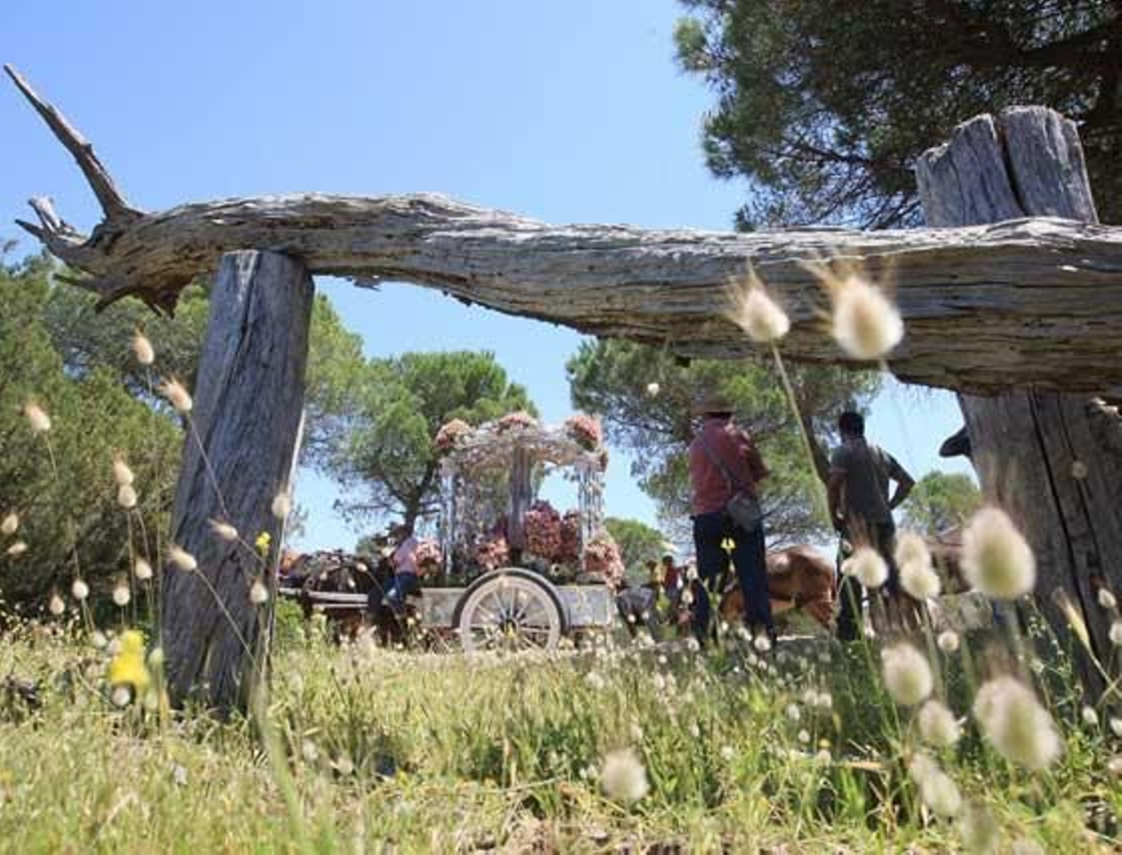 Una imagen de la carreta del Simpecado de la Hermandad de Jerez vista a través de unos troncos en medio del coto.

Foto: Juan Carlos Toro