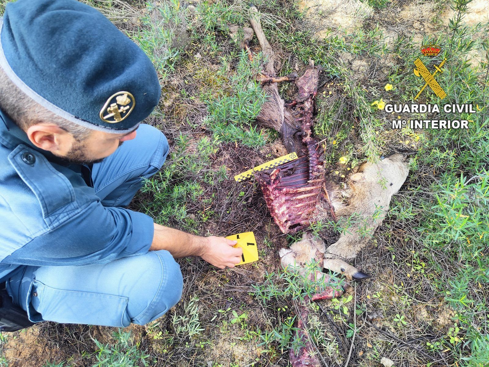La Guardia Civil investiga en Doñana por posibles cazas ilegales.