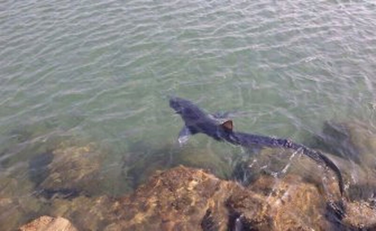 La normalidad regresa a la playa de Torreguadiaro